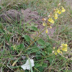 Hermannia althaeoides