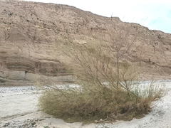 Chilopsis linearis arcuata