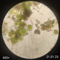 Oedogoniales