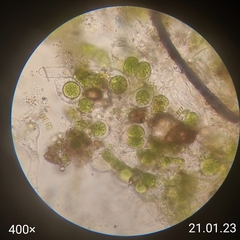 Oedogoniales