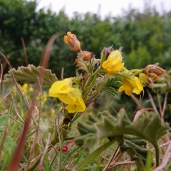 Hermannia althaeoides
