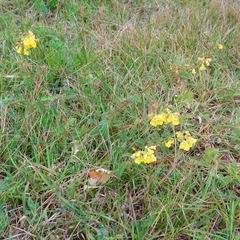 Hermannia althaeoides