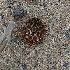 Sphaerocoris testudogrisea