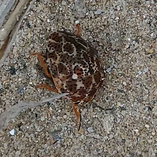Photo of Brownspotted Shield Bug (Sphaerocoris testudogrisea)