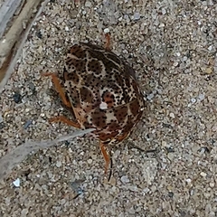 Sphaerocoris testudogrisea