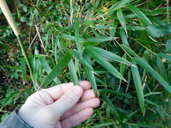 Pseudosasa japonica