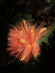 Gurania eriantha