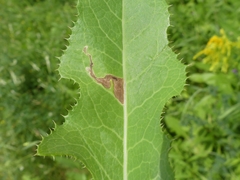 Liriomyza taraxaci