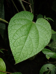 Gurania eriantha