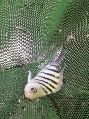 Abudefduf bengalensis