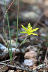 Gagea chlorantha