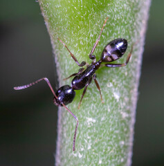 Camponotus albosparsus