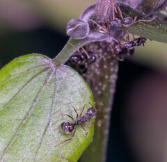 Dolichoderus thoracicus