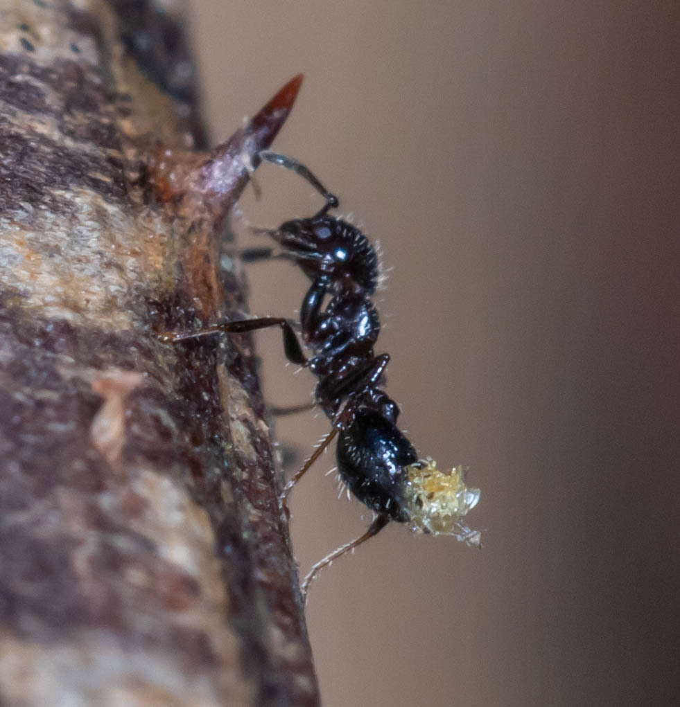 Crematogaster treubi