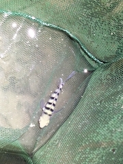 Abudefduf bengalensis