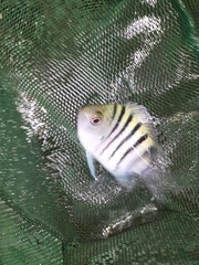Abudefduf bengalensis