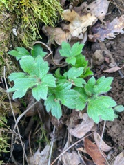 Ranunculus constantinopolitanus