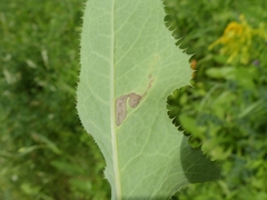 Liriomyza taraxaci