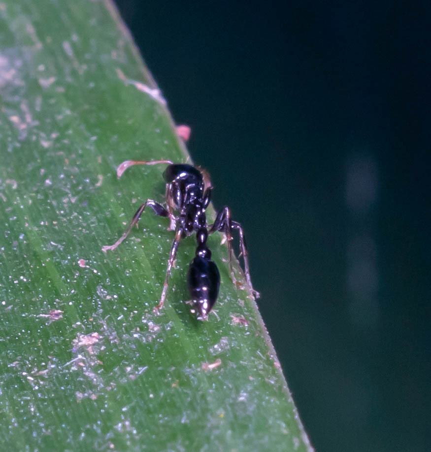 Tetraponera connectens