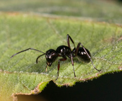 Polyrhachis laevissima
