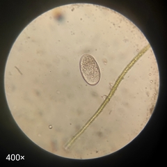 Ciliophora