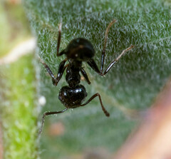 Crematogaster treubi