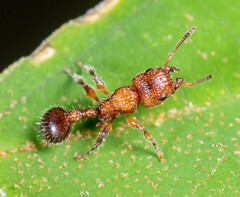 Dilobocondyla
