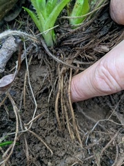 Ranunculus constantinopolitanus