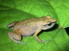 Arthroleptis xenodactyloides