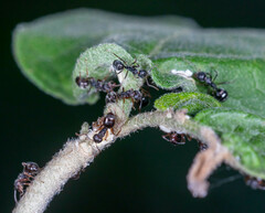 Dolichoderus thoracicus