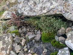 Paragymnopteris marantae