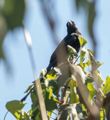 Dicrurus macrocercus