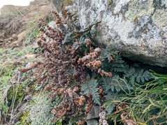 Paragymnopteris marantae