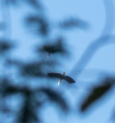 Rhyticeros undulatus