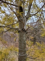 Pinus strobus