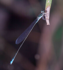 Aciagrion borneense