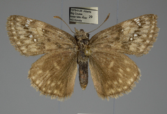 Erynnis afranius