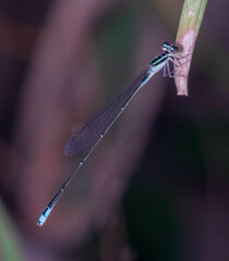 Aciagrion borneense