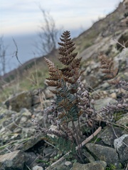 Paragymnopteris marantae