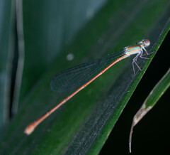 Aciagrion pallidum
