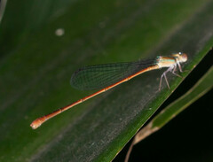Aciagrion pallidum