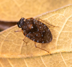 Ochterus