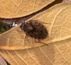 Ochterus