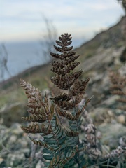 Paragymnopteris marantae