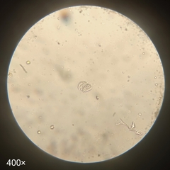 Aspidisca