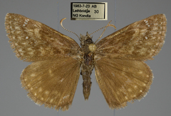 Erynnis afranius