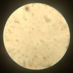 Aspidisca