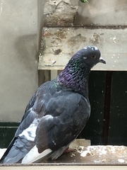 Columba livia domestica