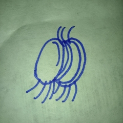 Aspidisca