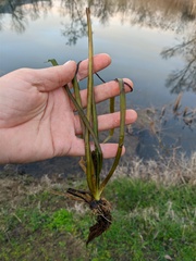 Vallisneria